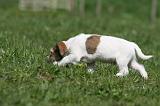 JACK RUSSEL 100